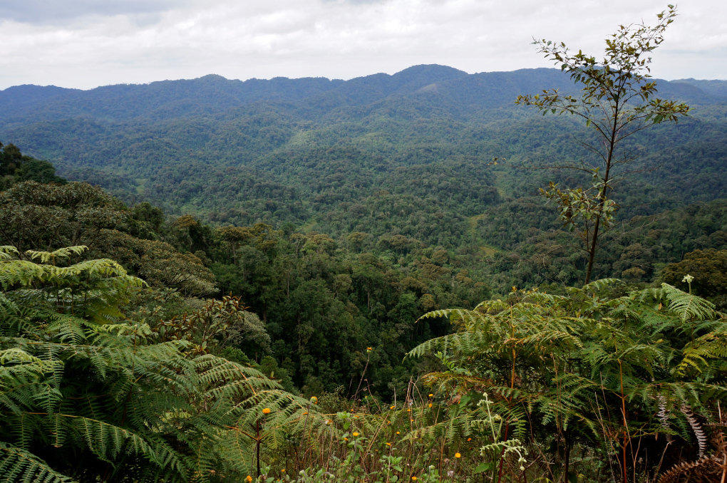 NYUNGWE